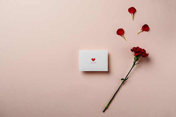 포토 JPG 스튜디오촬영 꽃잎 꽃 백그라운드 실내 사람없음 감사카드 어버이날 스승의날 카네이션 국내포토 식물 기념일 카드_감사 내부 파일형식