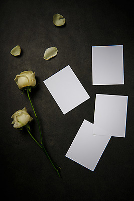 포토 JPG 스튜디오촬영 꽃잎 꽃 종이 백그라운드 프레임 실내 액자틀 사람없음 장미 두송이 국내포토 식물 액자 2 틀 내부 파일형식