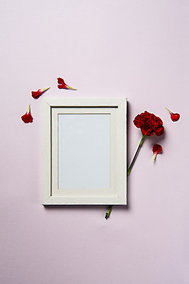포토 JPG 스튜디오촬영 꽃잎 꽃 액자 백그라운드 한송이 프레임 실내 액자틀 사람없음 카네이션 감사 국내포토 식물 1 감정 틀 내부 송이 파일형식