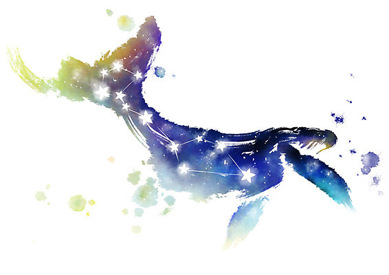 PSD 별 일러스트 캘리그라피 붓터치 사람없음 별자리 번짐 고래자리 국내일러스트 자연요소 파일형식 효과