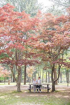 포토 JPG 주간 전신 응시 여자 노년 남자 벤치 단풍나무 미소 사람 앉기 야외 두명 앞모습 실버라이프 마주보기 손잡기 노부부 한국인 60대 숲속 70대 남이섬 야외테이블 노인만 국내포토 자연요소 나무 라이프스타일 부부 시선 뷰포인트 섬 단풍 의자 모션 탁자 표정 동양인 성인 숲 강원도 성인만 파일형식