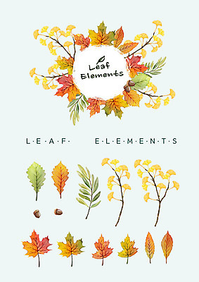 PSD 단풍 꽃백그라운드 일러스트 나뭇잎 수채화 종류 사람없음 다양 은행잎 엘리먼트 국내일러스트 꽃 다수 백그라운드 잎 파일형식