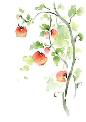 PSD 열매 줄기 잎 토마토 일러스트 캘리그라피 붓터치 매달리기 사람없음 여름 번짐 국내일러스트 식물 계절 채소 모션 파일형식 효과