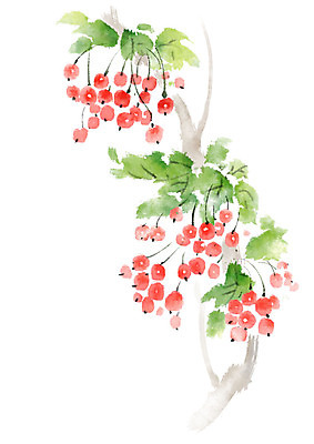 PSD 나무 열매 과일 일러스트 캘리그라피 붓터치 나뭇잎 사람없음 빨간색 나뭇가지 번짐 국내일러스트 식물 컬러 잎 파일형식 효과