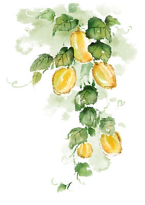 PSD 열매 과일 일러스트 캘리그라피 붓터치 사람없음 여름 번짐 참외 참외밭 국내일러스트 식물 계절 밭 파일형식 효과