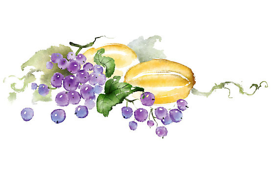 PSD 열매 과일 일러스트 캘리그라피 포도 붓터치 사람없음 여름 덩굴 번짐 참외 과채 국내일러스트 식물 계절 채소 파일형식 효과