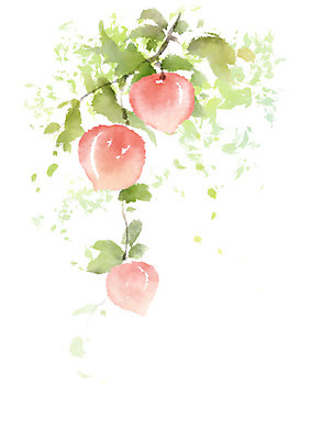 PSD 열매 과일 일러스트 캘리그라피 붓터치 사람없음 여름 나뭇가지 번짐 복숭아 복사나무 제철과일 국내일러스트 나무 식물 계절 제철 파일형식 효과