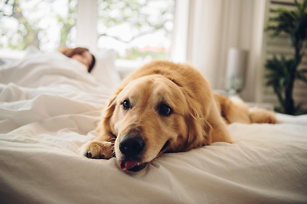 포토 JPG 주간 한마리 응시 여자 화분 반려견 엎드리기 창문 베개 아침 한명 사람 근접촬영 상반신 20대 성인 반려동물 눕기 침실 이불 한국인 침대 커튼 기다림 개 골든리트리버 반려 성인여자한명만 펫팸족 국내포토 자연요소 동물 1 시선 뷰포인트 가구 포유류 침구 모션 동양인 청년 리트리버 신조어 여자한명만 성인여자만 파일형식
