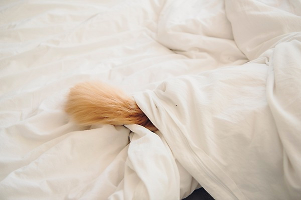 포토 JPG 주간 한마리 반려견 사람없음 반려동물 침실 이불 침대 개 골든리트리버 꼬리 반려 숨기 펫팸족 국내포토 자연요소 동물 1 가구 포유류 침구 모션 리트리버 신조어 파일형식