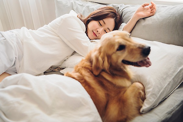 포토 JPG 주간 한마리 응시 여자 반려견 베개 아침 휴식 한명 미소 사람 상반신 20대 성인 옆모습 반려동물 눕기 다정 침실 이불 한국인 침대 잠 개 골든리트리버 반려 성인여자한명만 펫팸족 국내포토 자연요소 동물 1 시선 뷰포인트 가구 컨셉 포유류 침구 모션 표정 동양인 청년 리트리버 신조어 여자한명만 성인여자만 파일형식