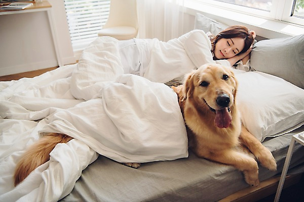포토 JPG 주간 한마리 응시 여자 반려견 베개 아침 휴식 한명 사람 상반신 20대 성인 옆모습 반려동물 눕기 다정 침실 이불 한국인 침대 잠 개 골든리트리버 창가 반려 성인여자한명만 펫팸족 국내포토 자연요소 동물 1 시선 뷰포인트 가구 컨셉 창문 포유류 침구 모션 동양인 청년 리트리버 신조어 여자한명만 성인여자만 파일형식