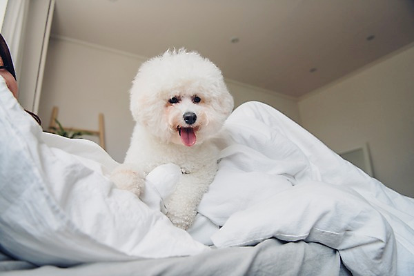 포토 JPG 한마리 응시 여자 반려견 베개 아침 휴식 한명 사람 상반신 20대 성인 옆모습 반려동물 눕기 다정 침실 이불 한국인 침대 개 반려 성인여자한명만 비숑프리제 펫팸족 국내포토 주간 동물 1 시선 뷰포인트 가구 컨셉 포유류 침구 모션 동양인 청년 신조어 여자한명만 성인여자만 파일형식