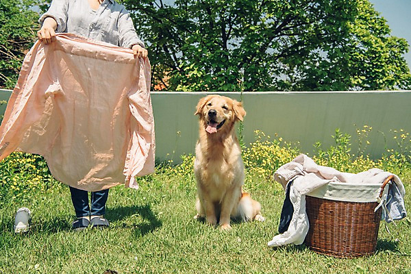 포토 JPG 주간 한마리 여자 꽃 한명 사람 잔디 20대 성인 야외 앞모습 반려동물 한국인 하반신 골든리트리버 강아지 옥상 반려 빨래널기 빨래바구니 빨랫감 성인여자한명만 펫팸족 국내포토 자연요소 식물 동물 1 뷰포인트 동양인 청년 바구니 개 리트리버 빨래 신조어 여자한명만 성인여자만 파일형식