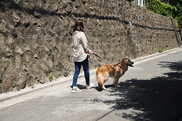 포토 JPG 주간 전신 한마리 여자 한명 사람 20대 성인 야외 뒷모습 반려동물 산책 한국인 잡기 골든리트리버 강아지 목줄 반려 성인여자한명만 펫팸족 국내포토 자연요소 동물 1 뷰포인트 모션 휴식 동양인 청년 개 리트리버 신조어 여자한명만 성인여자만 파일형식 반려용품