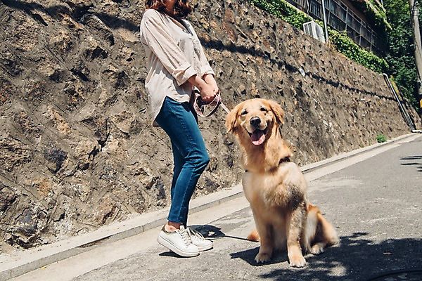 포토 JPG 주간 한마리 여자 한명 사람 20대 성인 야외 옆모습 반려동물 산책 한국인 하반신 잡기 골든리트리버 강아지 목줄 반려 성인여자한명만 펫팸족 국내포토 자연요소 동물 1 뷰포인트 모션 휴식 동양인 청년 개 리트리버 신조어 여자한명만 성인여자만 파일형식 반려용품