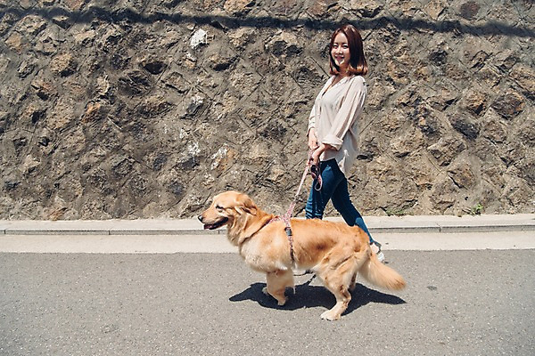 포토 JPG 주간 전신 한마리 여자 한명 미소 사람 20대 성인 야외 옆모습 반려동물 산책 한국인 잡기 골든리트리버 강아지 목줄 반려 성인여자한명만 펫팸족 국내포토 자연요소 동물 1 뷰포인트 모션 휴식 표정 동양인 청년 개 리트리버 신조어 여자한명만 성인여자만 파일형식 반려용품