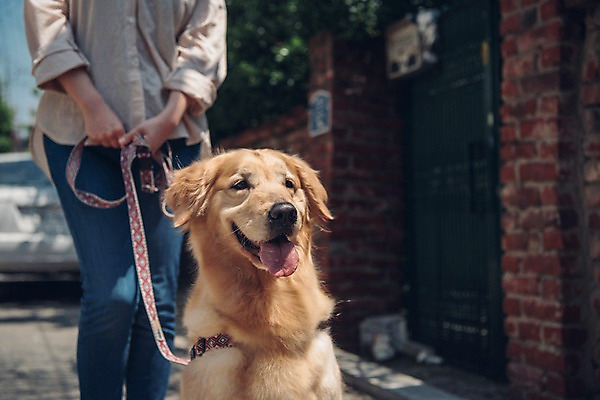 포토 JPG 주간 한마리 여자 한명 사람 근접촬영 상반신 20대 성인 야외 앞모습 반려동물 산책 한국인 잡기 골든리트리버 강아지 목줄 반려 성인여자한명만 펫팸족 국내포토 자연요소 동물 1 뷰포인트 모션 휴식 동양인 청년 개 리트리버 신조어 여자한명만 성인여자만 파일형식 반려용품