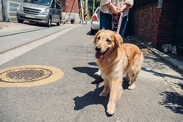 포토 JPG 주간 한마리 여자 자동차 주택 한명 사람 20대 성인 야외 앞모습 반려동물 산책 한국인 하반신 잡기 골든리트리버 강아지 목줄 하수구 반려 성인여자한명만 펫팸족 국내포토 자연요소 동물 1 시설물 육상교통 뷰포인트 모션 휴식 동양인 청년 건물 개 리트리버 신조어 여자한명만 성인여자만 파일형식 반려용품