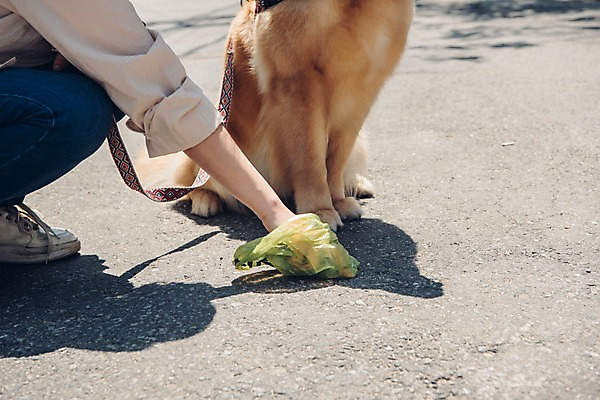 포토 JPG 주간 한마리 손 여자 봉투 한명 사람 앉기 근접촬영 20대 성인 야외 옆모습 신체부위 반려동물 산책 한국인 하반신 잡기 골든리트리버 강아지 목줄 반려 성인여자한명만 펫팸족 국내포토 자연요소 동물 1 뷰포인트 모션 휴식 동양인 청년 개 리트리버 신조어 여자한명만 성인여자만 파일형식 반려용품