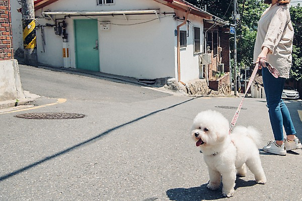 포토 JPG 주간 전신 한마리 여자 주택 한명 서기 사람 20대 성인 야외 옆모습 반려동물 산책 한국인 잡기 강아지 목줄 반려 성인여자한명만 비숑프리제 펫팸족 국내포토 자연요소 동물 1 뷰포인트 모션 휴식 동양인 청년 건물 개 신조어 여자한명만 성인여자만 파일형식 반려용품