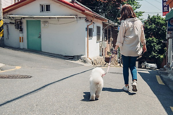 포토 JPG 주간 전신 한마리 여자 주택 한명 사람 20대 성인 야외 뒷모습 반려동물 산책 한국인 잡기 강아지 목줄 반려 성인여자한명만 비숑프리제 펫팸족 국내포토 자연요소 동물 1 뷰포인트 모션 휴식 동양인 청년 건물 개 신조어 여자한명만 성인여자만 파일형식 반려용품