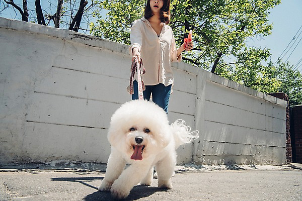 포토 JPG 주간 전신 한마리 여자 아이스크림 한명 사람 20대 성인 야외 앞모습 반려동물 산책 한국인 잡기 강아지 목줄 반려 성인여자한명만 비숑프리제 펫팸족 국내포토 자연요소 동물 1 뷰포인트 모션 휴식 디저트 동양인 청년 개 신조어 여자한명만 성인여자만 파일형식 반려용품
