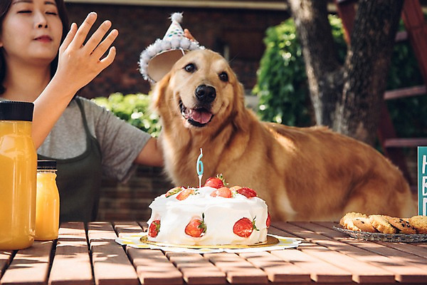 포토 JPG 주간 한마리 여자 한명 사람 손짓 상반신 20대 성인 야외 앞모습 반려동물 쿠키 한국인 생일파티 골든리트리버 강아지 생일케이크 반려 생일상 성인여자한명만 펫팸족 국내포토 자연요소 동물 1 뷰포인트 모션 디저트 동양인 청년 케이크 생일 개 리트리버 신조어 여자한명만 성인여자만 파일형식