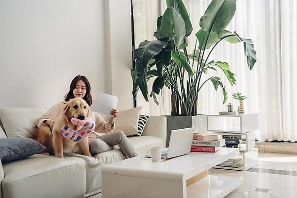 포토 JPG 전신 한마리 응시 여자 화분 반려견 쿠션 거실 휴식 실내 한명 들기 사람 앉기 20대 성인 옆모습 노트북 공휴일 반려동물 소파 한국인 업무 커튼 개 골든리트리버 문서 재택근무 방해 목베개 반려 책더미 성인여자한명만 펫팸족 사회적거리두기 국내포토 동물 1 시선 기념일 캠페인 뷰포인트 컨셉 의자 비즈니스 포유류 모션 동양인 청년 내부 책 전자제품 작업 리트리버 신조어 무더기 여자한명만 성인여자만 파일형식