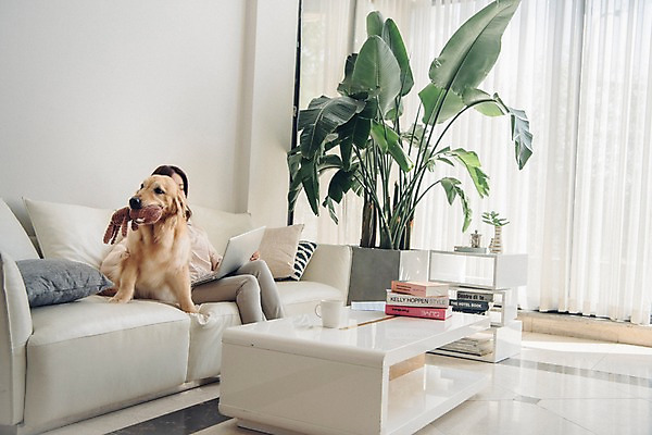 포토 JPG 주간 한마리 응시 여자 화분 반려견 인형 쿠션 거실 탁자 실내 한명 사람 앉기 상반신 20대 성인 옆모습 노트북 공휴일 반려동물 소파 장난감 한국인 업무 커튼 개 골든리트리버 창가 재택근무 반려 책더미 성인여자한명만 펫팸족 사회적거리두기 국내포토 자연요소 동물 1 시선 기념일 캠페인 뷰포인트 가구 의자 비즈니스 창문 포유류 모션 동양인 청년 내부 책 전자제품 작업 리트리버 신조어 무더기 여자한명만 성인여자만 파일형식