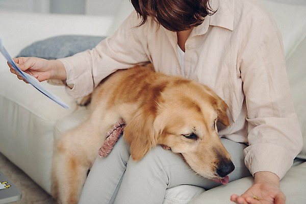 포토 JPG 한마리 응시 여자 반려견 쿠션 거실 실내 한명 들기 사람 앉기 상반신 20대 성인 옆모습 공휴일 반려동물 소파 장난감 한국인 개 골든리트리버 문서 무릎베개 반려 성인여자한명만 펫팸족 국내포토 동물 1 시선 기념일 뷰포인트 의자 포유류 모션 동양인 청년 내부 리트리버 신조어 여자한명만 성인여자만 파일형식