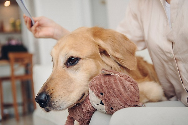 포토 JPG 한마리 응시 여자 반려견 인형 거실 실내 한명 들기 사람 상반신 20대 성인 옆모습 공휴일 반려동물 장난감 한국인 기다림 개 골든리트리버 문서 무릎베개 반려 성인여자한명만 펫팸족 국내포토 동물 1 시선 기념일 뷰포인트 포유류 모션 동양인 청년 내부 리트리버 신조어 여자한명만 성인여자만 파일형식