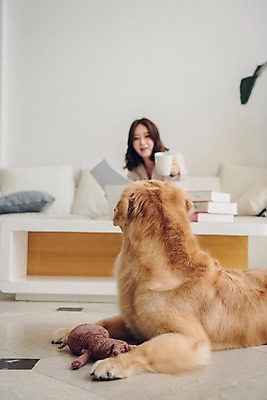 포토 JPG 한마리 여자 반려견 인형 거실 탁자 실내 한명 사람 상반신 20대 성인 앞모습 공휴일 반려동물 소파 장난감 한국인 머그컵 뒤돌아보기 기다림 개 골든리트리버 주기 문서 반려 성인여자한명만 펫팸족 국내포토 동물 1 기념일 뷰포인트 가구 의자 포유류 모션 동양인 청년 내부 컵 리트리버 신조어 여자한명만 성인여자만 파일형식