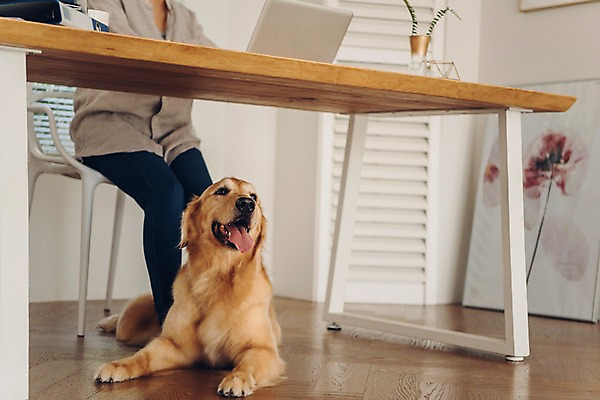 포토 JPG 한마리 응시 여자 반려견 액자 의자 실내 한명 사람 앉기 20대 성인 노트북 반려동물 한국인 하반신 업무 마루 기다림 개 골든리트리버 책상 파일 재택근무 반려 프리랜서 성인여자한명만 펫팸족 사회적거리두기 국내포토 동물 직업 1 시선 캠페인 가구 비즈니스 포유류 모션 바닥 동양인 청년 내부 전자제품 작업 리트리버 신조어 여자한명만 성인여자만 파일형식