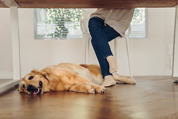 포토 JPG 주간 한마리 여자 반려견 의자 실내 한명 사람 앉기 20대 성인 앞모습 반려동물 눕기 한국인 하반신 다리꼬기 업무 마루 기다림 개 골든리트리버 창가 책상 재택근무 반려 프리랜서 성인여자한명만 펫팸족 사회적거리두기 국내포토 자연요소 동물 직업 1 캠페인 뷰포인트 가구 비즈니스 창문 포유류 모션 바닥 동양인 청년 내부 작업 리트리버 신조어 여자한명만 성인여자만 파일형식