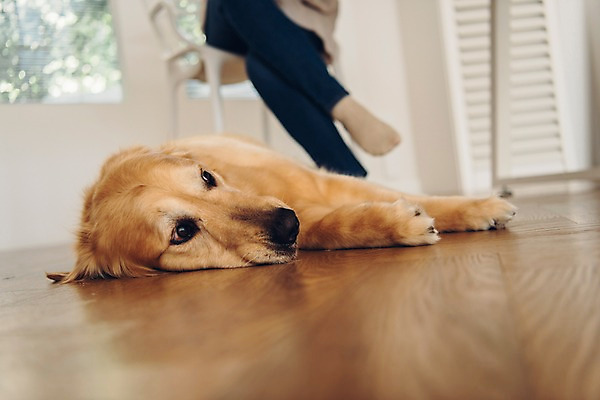 포토 JPG 한마리 응시 여자 반려견 실내 한명 사람 앉기 20대 성인 앞모습 반려동물 눕기 한국인 하반신 다리꼬기 마루 기다림 개 골든리트리버 창가 재택근무 반려 프리랜서 성인여자한명만 펫팸족 사회적거리두기 국내포토 동물 직업 1 시선 캠페인 뷰포인트 비즈니스 창문 포유류 모션 바닥 동양인 청년 내부 리트리버 신조어 여자한명만 성인여자만 파일형식