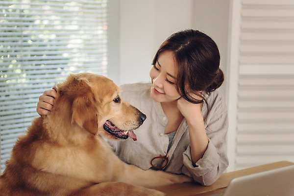포토 JPG 주간 한마리 응시 여자 반려견 실내 한명 미소 사람 앉기 상반신 20대 성인 앞모습 노트북 반려동물 마주보기 다정 만지기 한국인 업무 블라인드 개 골든리트리버 창가 책상 재택근무 방해 반려 프리랜서 성인여자한명만 펫팸족 사회적거리두기 국내포토 자연요소 동물 직업 1 시선 캠페인 뷰포인트 가구 컨셉 비즈니스 창문 포유류 모션 표정 동양인 청년 내부 전자제품 작업 커튼 리트리버 신조어 여자한명만 성인여자만 파일형식