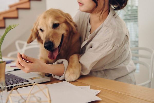 포토 JPG 한마리 여자 반려견 안기 실내 한명 사람 앉기 상반신 20대 성인 옆모습 노트북 반려동물 다정 한국인 잡기 업무 개 골든리트리버 책상 문서 재택근무 방해 반려 프리랜서 성인여자한명만 펫팸족 국내포토 동물 직업 1 뷰포인트 가구 컨셉 비즈니스 포유류 모션 동양인 청년 내부 전자제품 작업 리트리버 신조어 여자한명만 성인여자만 파일형식