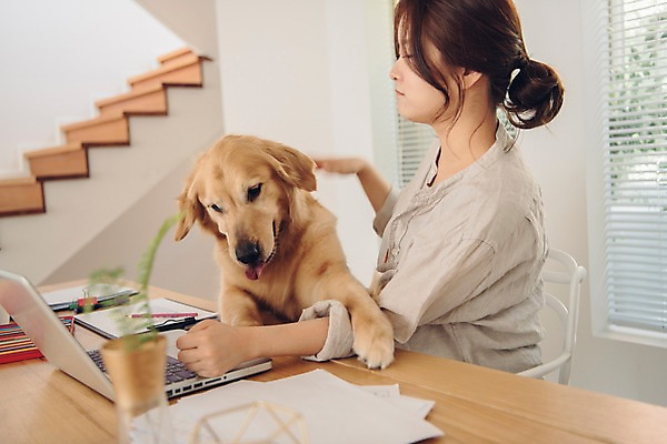 포토 JPG 한마리 응시 여자 반려견 색연필 실내 한명 사람 앉기 상반신 20대 성인 옆모습 노트북 반려동물 만지기 한국인 분노 업무 찡그림 개 골든리트리버 꾸지람 책상 문서 재택근무 방해 반려 프리랜서 성인여자한명만 펫팸족 국내포토 동물 직업 1 시선 감정 뷰포인트 가구 컨셉 비즈니스 포유류 모션 학용품 표정 동양인 청년 내부 전자제품 작업 리트리버 체벌 신조어 여자한명만 성인여자만 파일형식