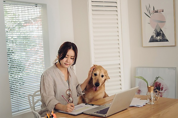 포토 JPG 주간 한마리 응시 여자 반려견 액자 실내 한명 사람 앉기 상반신 20대 성인 옆모습 노트북 반려동물 펜 만지기 한국인 기록 업무 개 골든리트리버 창가 책상 재택근무 방해 반려 프리랜서 성인여자한명만 펫팸족 사회적거리두기 국내포토 자연요소 동물 직업 1 시선 캠페인 뷰포인트 가구 컨셉 비즈니스 창문 포유류 모션 동양인 청년 내부 전자제품 필기구 작업 리트리버 신조어 여자한명만 성인여자만 파일형식