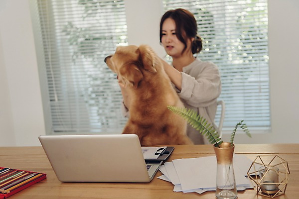 포토 JPG 주간 한마리 여자 화분 반려견 색연필 실내 한명 사람 앉기 상반신 20대 성인 앞모습 노트북 반려동물 한국인 분노 업무 찡그림 개 골든리트리버 창가 책상 파일 재택근무 방해 꼬집기 반려 프리랜서 성인여자한명만 펫팸족 사회적거리두기 국내포토 자연요소 동물 직업 1 감정 캠페인 뷰포인트 가구 컨셉 비즈니스 창문 포유류 모션 학용품 표정 동양인 청년 내부 전자제품 작업 리트리버 신조어 여자한명만 성인여자만 파일형식