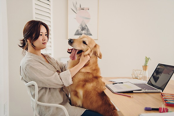 포토 JPG 한마리 응시 여자 반려견 액자 색연필 실내 한명 사람 앉기 상반신 20대 성인 옆모습 노트북 반려동물 만지기 한국인 분노 잡기 업무 찡그림 개 골든리트리버 재택근무 방해 꼬집기 문서철 반려 프리랜서 성인여자한명만 펫팸족 사회적거리두기 국내포토 동물 직업 1 시선 감정 캠페인 뷰포인트 컨셉 비즈니스 포유류 모션 학용품 표정 동양인 청년 내부 전자제품 작업 리트리버 신조어 여자한명만 성인여자만 파일형식