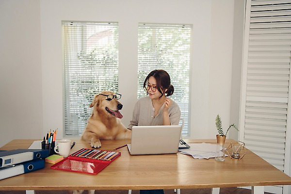 포토 JPG 주간 한마리 응시 여자 반려견 색연필 실내 한명 미소 사람 앉기 상반신 20대 성인 앞모습 노트북 반려동물 한국인 머그컵 업무 블라인드 개 골든리트리버 창가 책상 연필꽂이 재택근무 방해 문서철 반려 프리랜서 성인여자한명만 안경낌 펫팸족 국내포토 자연요소 동물 직업 1 시선 안경 뷰포인트 가구 컨셉 비즈니스 창문 포유류 모션 문구용품 학용품 표정 동양인 청년 내부 컵 전자제품 작업 커튼 리트리버 신조어 여자한명만 성인여자만 파일형식