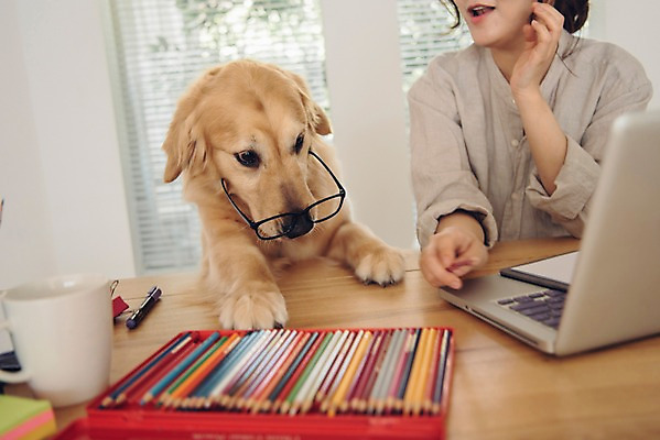 포토 JPG 주간 한마리 여자 반려견 색연필 실내 한명 미소 사람 앉기 상반신 20대 성인 앞모습 노트북 반려동물 한국인 머그컵 업무 개 골든리트리버 책상 포스트잇 재택근무 방해 반려 프리랜서 성인여자한명만 안경낌 펫팸족 국내포토 자연요소 동물 직업 1 안경 뷰포인트 가구 컨셉 비즈니스 포유류 모션 학용품 표정 동양인 청년 내부 컵 전자제품 메모지 작업 리트리버 신조어 여자한명만 성인여자만 파일형식