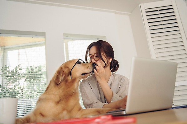 포토 JPG 주간 한마리 여자 화분 반려견 키스 실내 한명 사람 앉기 상반신 20대 성인 앞모습 노트북 반려동물 다정 한국인 업무 블라인드 개 골든리트리버 창가 책상 재택근무 방해 반려 프리랜서 성인여자한명만 안경낌 펫팸족 국내포토 자연요소 동물 직업 1 안경 뷰포인트 가구 컨셉 비즈니스 창문 포유류 모션 동양인 청년 내부 전자제품 작업 커튼 리트리버 애정표현 신조어 여자한명만 성인여자만 파일형식