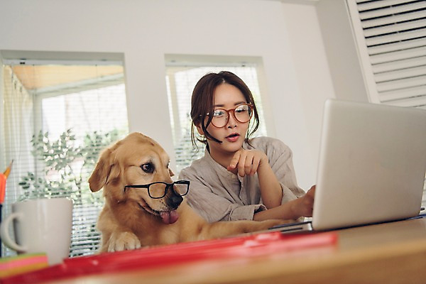 포토 JPG 주간 한마리 응시 여자 반려견 실내 한명 사람 앉기 상반신 20대 성인 앞모습 노트북 반려동물 한국인 머그컵 업무 개 골든리트리버 창가 책상 재택근무 방해 반려 프리랜서 성인여자한명만 안경낌 펫팸족 사회적거리두기 국내포토 자연요소 동물 직업 1 시선 안경 캠페인 뷰포인트 가구 컨셉 비즈니스 창문 포유류 모션 동양인 청년 내부 컵 전자제품 작업 리트리버 신조어 여자한명만 성인여자만 파일형식