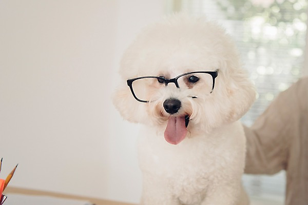 포토 JPG 한마리 응시 여자 반려견 실내 한명 사람 20대 성인 신체부위 반려동물 개 연필꽂이 팔 재택근무 방해 반려 프리랜서 안경낌 비숑프리제 펫팸족 사회적거리두기 국내포토 동물 직업 1 시선 안경 캠페인 컨셉 비즈니스 포유류 문구용품 청년 내부 신조어 파일형식