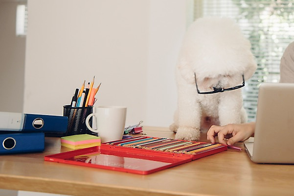 포토 JPG 한마리 손 여자 반려견 색연필 실내 한명 사람 앉기 20대 성인 신체부위 노트북 반려동물 머그컵 업무 개 책상 연필꽂이 재택근무 방해 반려 프리랜서 안경낌 비숑프리제 펫팸족 사회적거리두기 국내포토 동물 직업 1 안경 캠페인 가구 컨셉 비즈니스 포유류 모션 문구용품 학용품 청년 내부 컵 전자제품 작업 신조어 파일형식