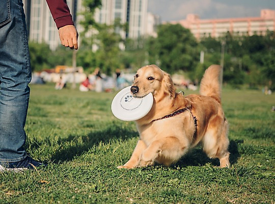 포토 JPG 주간 한마리 공원 남자 놀이 한명 사람 잔디 20대 성인 야외 옆모습 반려동물 달리기 소풍 한국인 하반신 골든리트리버 강아지 원반 반려 성인남자한명만 펫팸족 국내포토 자연요소 식물 동물 1 공공시설 스포츠용품 뷰포인트 모션 동양인 청년 야외활동 개 리트리버 신조어 남자한명만 성인남자만 파일형식