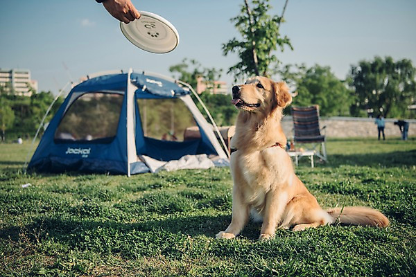 포토 JPG 주간 한마리 손 공원 남자 놀이 텐트 한명 사람 앉기 잔디 20대 성인 야외 신체부위 반려동물 소풍 한국인 골든리트리버 강아지 원반 반려 성인남자한명만 펫팸족 국내포토 자연요소 식물 동물 1 공공시설 스포츠용품 모션 캠핑도구 동양인 청년 야외활동 개 리트리버 신조어 남자한명만 성인남자만 파일형식