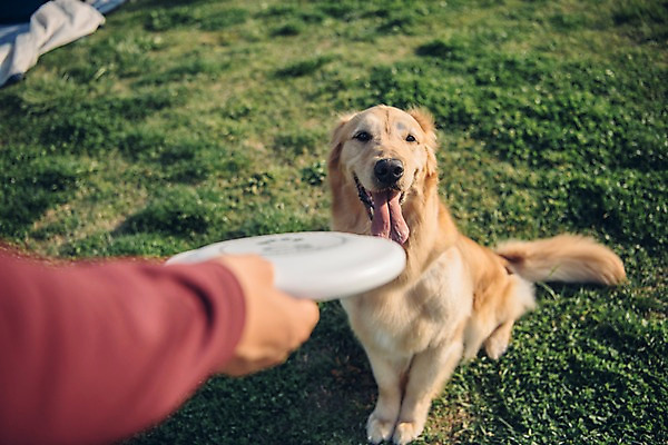 포토 JPG 주간 한마리 손 공원 남자 놀이 한명 사람 잔디 20대 성인 야외 신체부위 반려동물 소풍 한국인 골든리트리버 강아지 원반 반려 성인남자한명만 펫팸족 국내포토 자연요소 식물 동물 1 공공시설 스포츠용품 동양인 청년 야외활동 개 리트리버 신조어 남자한명만 성인남자만 파일형식